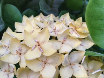 Close-up of succulent plant