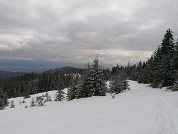 Pine trees on snow covered land against sky