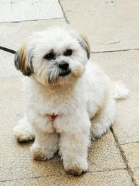 Portrait of white puppy on footpath