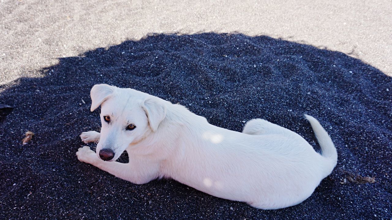 domestic animals, animal themes, one animal, pets, dog, mammal, high angle view, white color, portrait, looking at camera, no people, full length, animal representation, close-up, animal head, lying down, young animal, day, two animals, outdoors