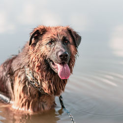 Portrait of wet dog