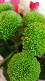 Close-up of flowers