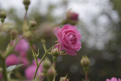 Close-up of pink flower