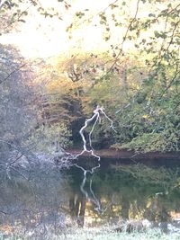 View of birds in lake