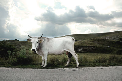 Portrait of white cow standing at roadside against sky
