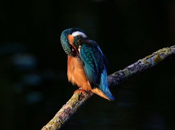 Close-up of bird perching on a branch