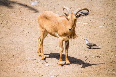 Capricorn standing on a land