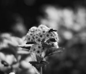 Close-up of bee on flower