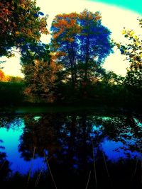 Reflection of trees in lake