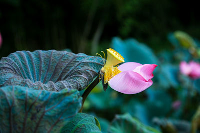 Close-up of butterfly on pink flower