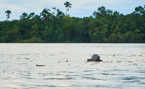 Ducks swimming in sea
