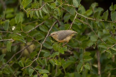 Close-up of butterfly on plant