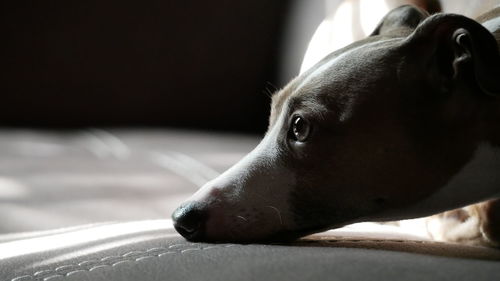 Close-up of a dog looking away