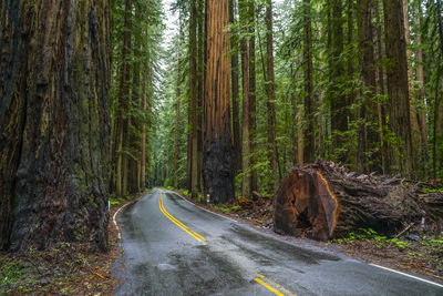 Road amidst trees in forest