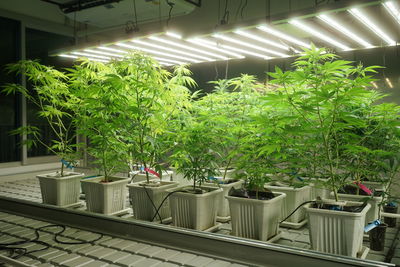 Potted plant against wall