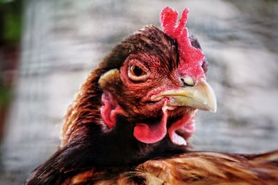 Close-up of a bird