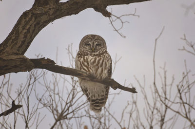 Close-up of bird perching on tree against sky
