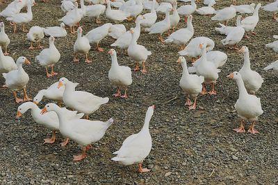 High angle view of seagulls