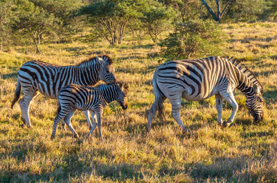 Zebras in a field