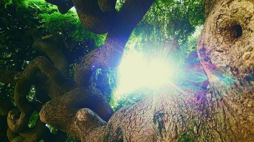 Low angle view of tree in cave