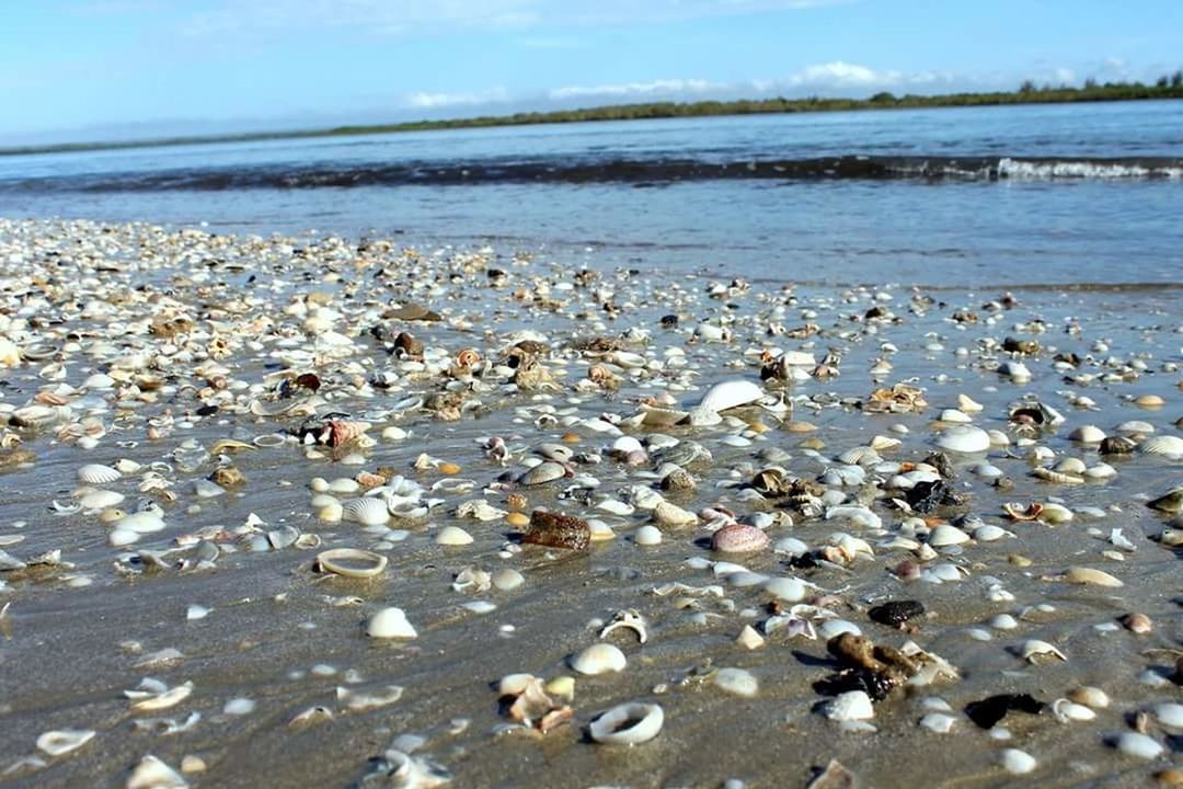 FLOCK OF BIRDS ON BEACH