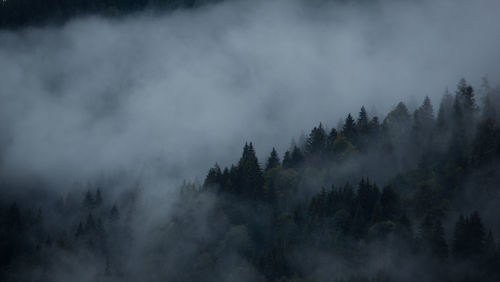 Scenic view of forest against sky