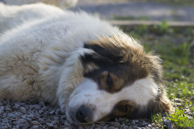 Close-up of dog sleeping on field
