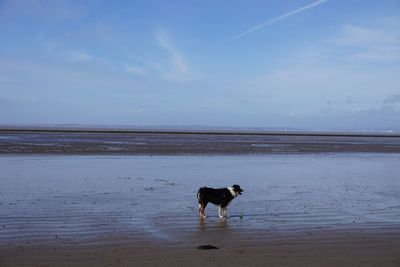 Dog on beach