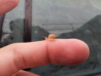 Close-up of very tiny snail