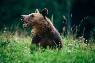 Bear on grass in forest