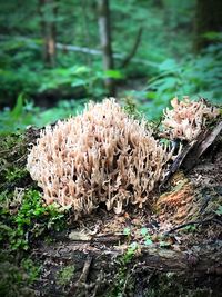 Close-up of mushrooms growing on tree stump in forest