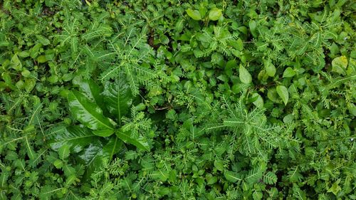 High angle view of leaves on field