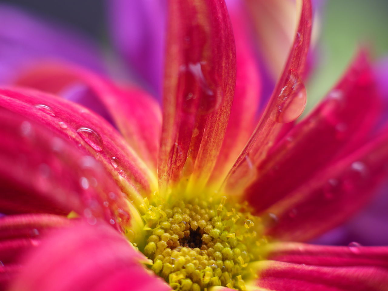 CLOSE-UP OF RAINDROPS ON PINK ROSE FLOWER