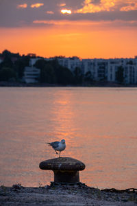 Seagull on sea shore against orange sky