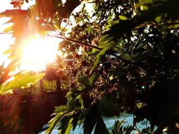 Sun shining through trees