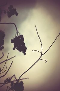 Low angle view of bare tree against sky