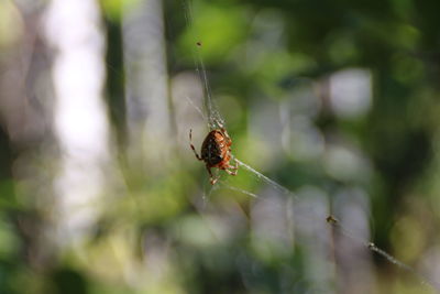 Close-up of spider on web