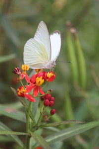 Close-up of insect on red flower