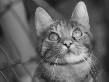 Close-up of cat looking up