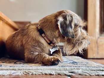 Close-up of a dog at home