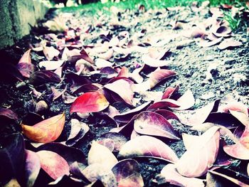 Leaves on ground