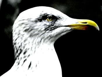 Close-up of swan
