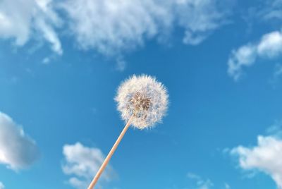 Low angle view of dandelion against sky