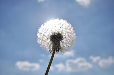 Low angle view of dandelion against sky