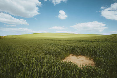 Scenic view of agricultural field against sky