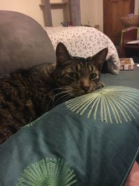 Portrait of cat sitting on bed