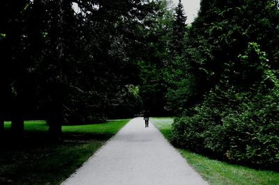 Road amidst trees