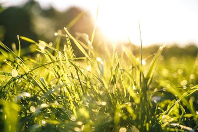Close-up of crops growing on field against sky