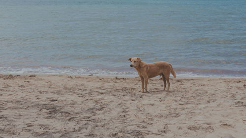 Dog on beach