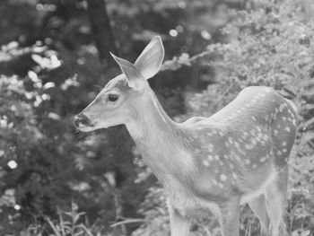 Deer standing on field
